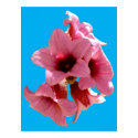PINK TREE BELLS 2 posters by robert_coyne PINK TREE BELLS 2 posters