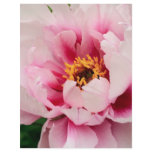 pink, tree, peony, beauty, nature, gardening,