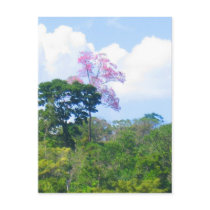 Pink Tree postcards by nomadlandscapes Pink Tree postcards