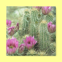 Pink Trill Bloom Cactus Refrigerator Magnet magnets