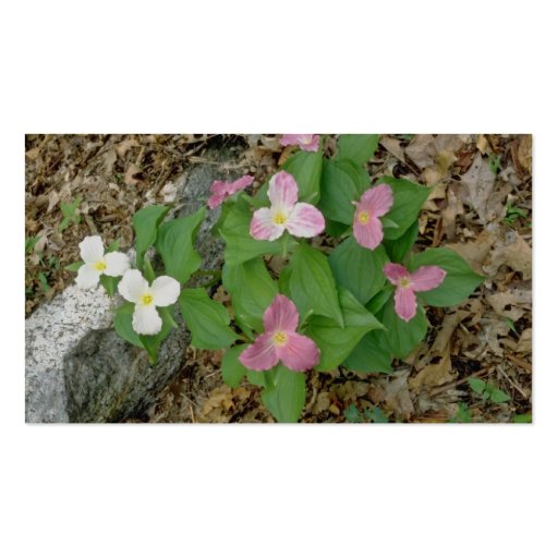 Pink Trilliums, Quebec, Canada. flowers Business Card (back side)