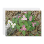 Pink Trilliums, Quebec, Canada. flowers Personalized Invites