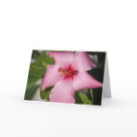 Pink Tropical Flower (Bahamas) cards