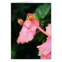 Pink Tropical Hibiscus cards