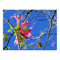 Pink Trumpet Tree Posters