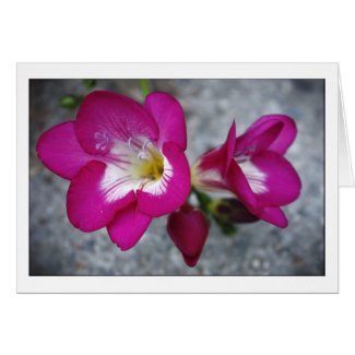 Pink Trumpets Card card