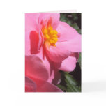 begonia, tuberous, pink, potted, plant, flowers,