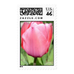 Pink Tulip 2 Stamps