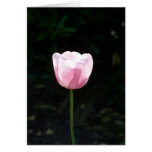 Pink Tulip Cards
