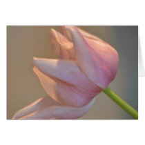 Pink Tulip cards