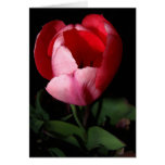Pink Tulip Card