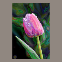 Pink Tulip Enhanced posters by EarthSmiles Pink Tulip Enhanced posters