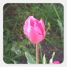 Pink Tulip Flower Staten Island NY CricketDiane Stickers