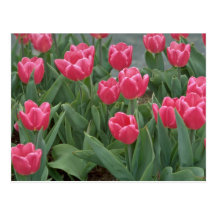 Pink tulip flowers post card