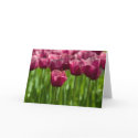 Pink Tulip Greeting Card