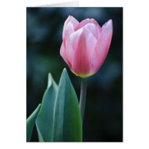 Pink Tulip Greeting Cards