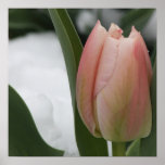 Pink Tulip in Snow Print