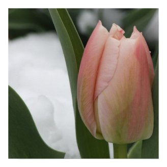 Pink Tulip in Snow Print