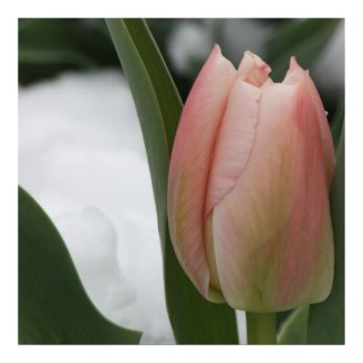 Pink Tulip in Snow Print