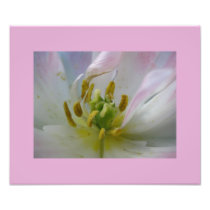 Pink Tulip Macro Photo
