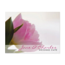 Pink Tulip • Order of the Day Postcard