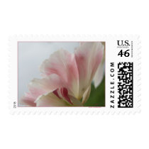 PINK TULIP postage by dequilla PINK TULIP postage
