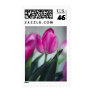 Pink Tulip