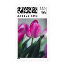 Pink Tulip Postage