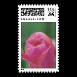 Pink Tulip Postage Stamp stamps