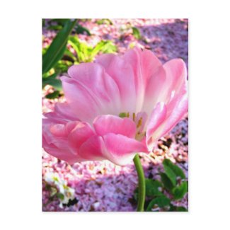 Light Pink Tulip
