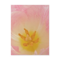 Pink Tulip Postcard