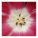 Pink Tulip posters
