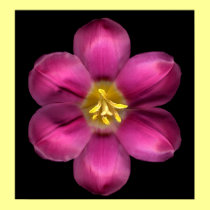 Pink tulip posters