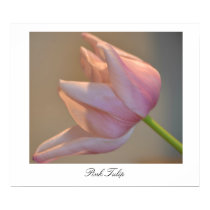 Pink Tulip posters