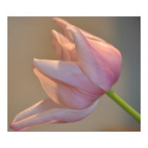 Pink Tulip posters