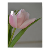 Pink Tulip posters