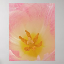 Pink Tulip Poster/Print