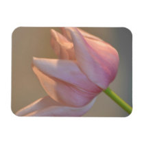 Pink Tulip premium magnets