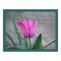Pink Tulip Print