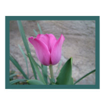 Pink Tulip Print