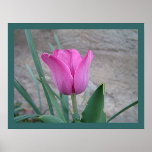 Pink Tulip Print print