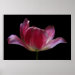 Pink Tulip Print print