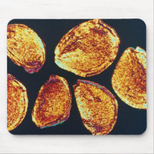 Pink Tulip seeds (Tulipa gesneriana) flowers Mouse Pads