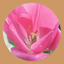 Pink Tulip stickers