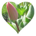 Pink Tulip sticker