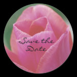 Pink Tulip Sticker stickers