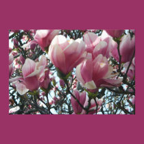 Pink "Tulip Tree" Blossoms Wrapped Canvas Print canvas prints