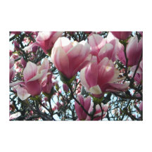 Pink "Tulip Tree" Blossoms Wrapped Canvas Print