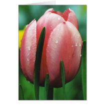 Pink Tulip with Water Drops cards