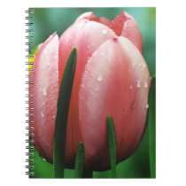 Pink Tulip with Water Drops notebooks
